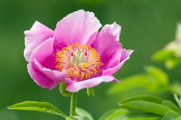 Gemeine Pfingstrose / Common Peony