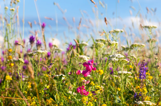 Fototapeta Colorful summer flowers meadow, blue sky in background