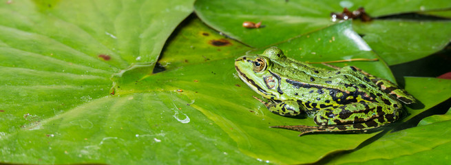 Teichfrosch bzw. Wasserfrosch (Pelophylax esculentus) sitzt auf dem Blatt einer Seerose