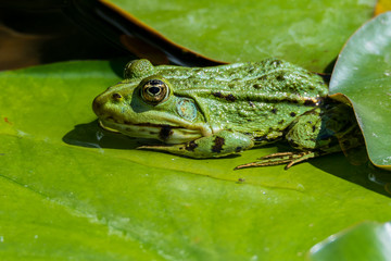 Teichfrosch bzw. Wasserfrosch (Pelophylax esculentus) sitzt auf dem Blatt einer Seerose