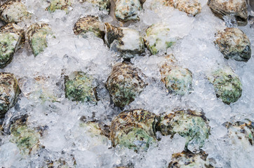 A background of fresh oysters for sale at a fish market