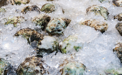 A background of fresh oysters for sale at a fish market