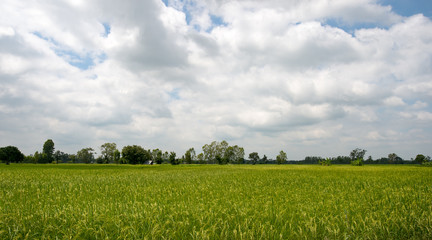 Paddy sky and clouds background.