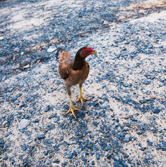 Chicken in the garden.