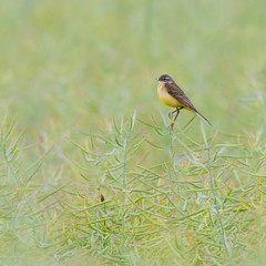 Schafstelze (Motacilla flava) auf einer Rapsschote im Rapsfeld des Raps (Brassica napus)