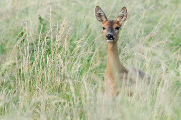 Ein Reh (Capreolus capreolus) versteckt sich im hohen Gras und sichert die Umgebung