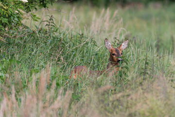 Ein Reh (Capreolus capreolus) versteckt sich im hohen Gras und sichert die Umgebung