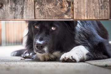 A border collie mix dog watches and waits from her backyard.