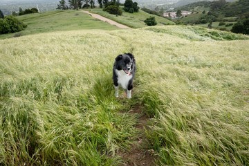 Naklejka na ściany i meble A border collie mix climbs a pasture trail with an urban background in the distance.