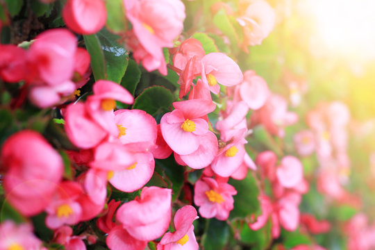 A little pink flower with light for background
