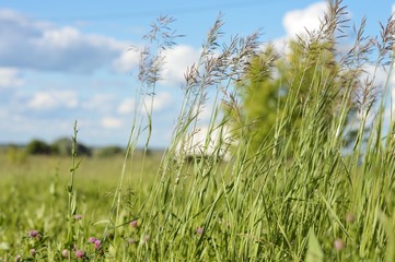 Blue sky, green grass / Beautiful sunny summer landscape