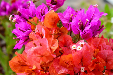 Colorful Bougainvillea flowers close up.Selective focus.