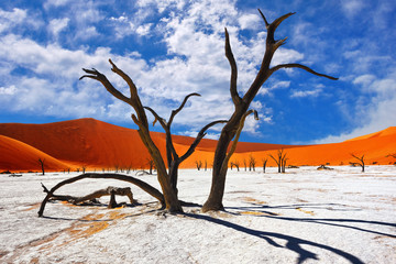 Deadvlei, Sossusvlei. Namibia - 113549879