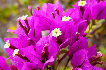 Bougainvillea flowers close up.Selective focus.