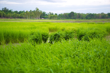 rice seedlings in paddy field