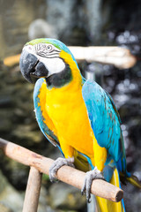 Colorful parrot, parrot macaw bird © comzeal