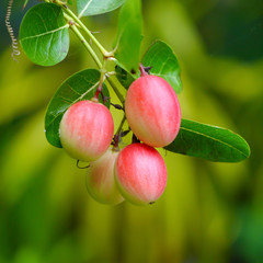 Super fruit (Carissa carandas Linn.)