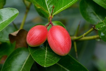 Super fruit (Carissa carandas Linn.)