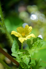 Flower of Organic agriculture, Watermelon fruit is growing