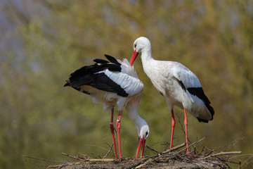 Weißstorch