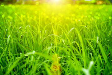 green grass and light.