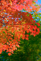Red Autumn Trees in Japan