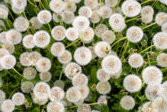 Various Mass of Dandelion Seed Heads