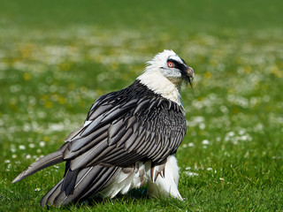 Bearded vulture (Gypaetus barbatus)