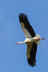 Weißstorch