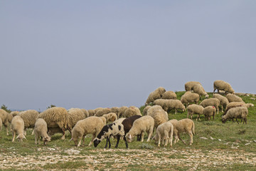 Schafe in Istrien