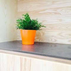 Green plant decorating wooden kitchen