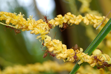 Coconut flower