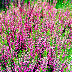 Beautiful blooming heather