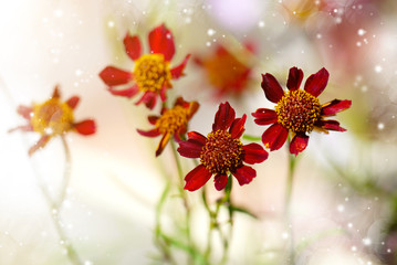Small red cosmos flower.