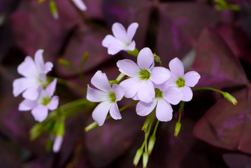 Pink oxalis flower. (Butterfly night flower)