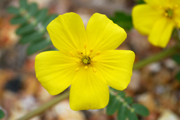 Yellow flowers on the beach. (Tribulus terrestris Linn.)