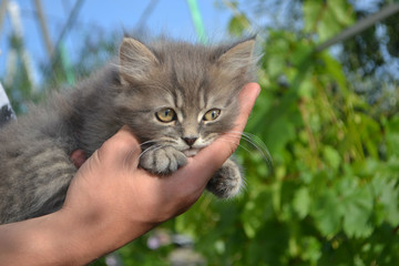 Naklejka na ściany i meble kittens on a human hand