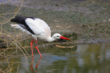 Weißstorch