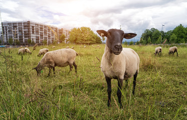 Schaf auf der Weide