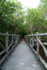 Fototapeta na wymiar Natural mangrove walkway. Thailand travel.