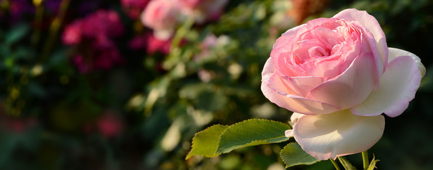 Blumen 596