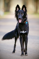 Fototapeta premium Black shaggy dog with a fluffy tail.
