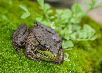FROG