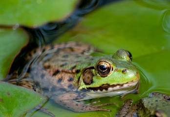 FROG