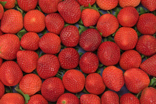 Erdbeeren, Fragaria,Strawberries