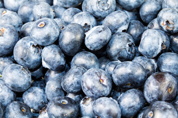 Freshly collected blueberries background