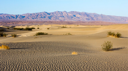 Mesquite dunes in Death Valley, California, USA