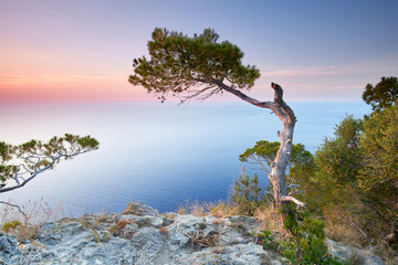 Mallorca, Pinien bei Sonnenuntergang