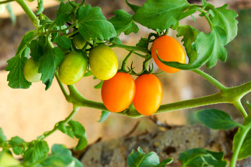 Close up of fresh orange tomatoes still on the plant