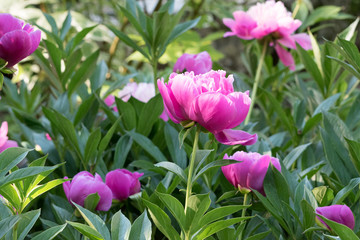 Pink Flowers Blossoming